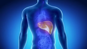 Male liver anatomy with digestive organs in blue orange x-ray view